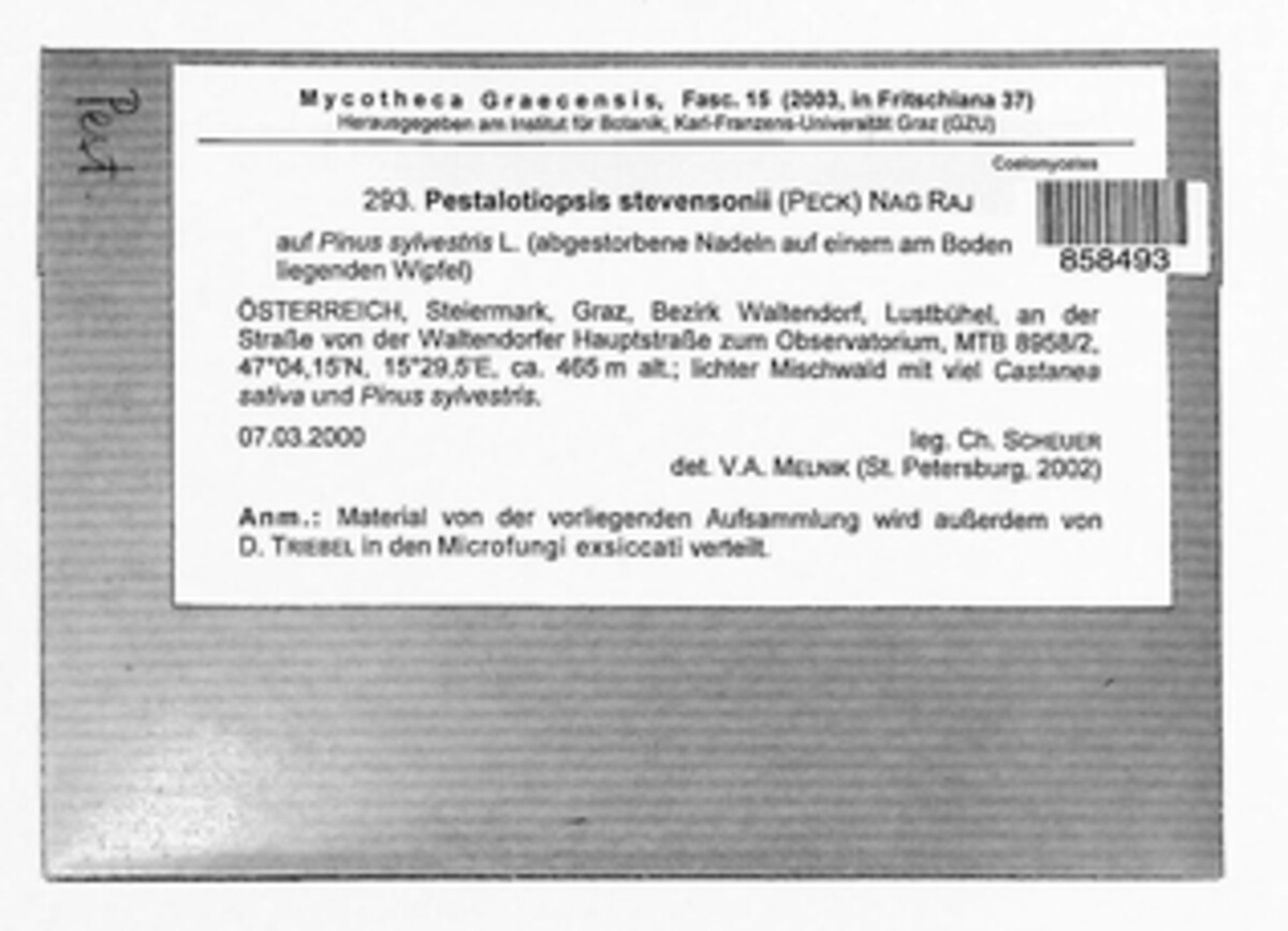 Pestalotia stevensonii image